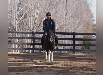 More ponies/small horses, Gelding, 10 years, 11 hh, Pinto