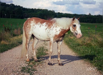 More ponies/small horses, Gelding, 10 years, 11,1 hh