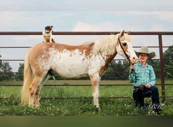More ponies/small horses, Gelding, 10 years, 11,1 hh