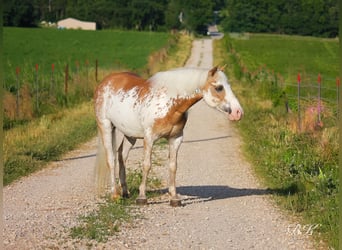 More ponies/small horses, Gelding, 10 years, 11,1 hh