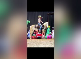 More ponies/small horses, Gelding, 10 years, 11,1 hh