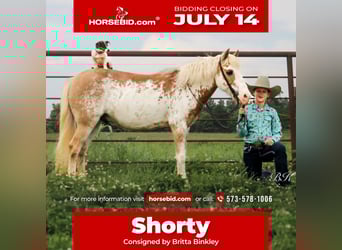 More ponies/small horses, Gelding, 10 years, 11,1 hh