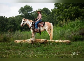 More ponies/small horses, Gelding, 10 years, 11,1 hh