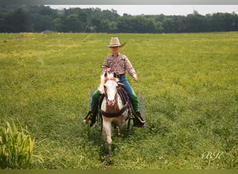 More ponies/small horses, Gelding, 10 years, 11,1 hh