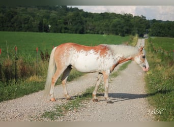 More ponies/small horses, Gelding, 10 years, 11,1 hh