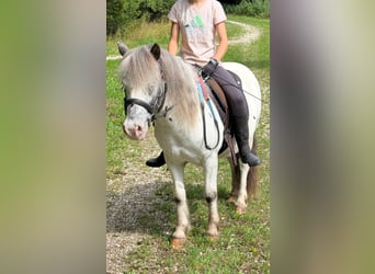 More ponies/small horses Mix, Gelding, 10 years, 11,2 hh, Leopard-Piebald