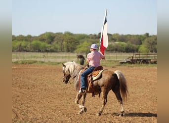 More ponies/small horses, Gelding, 10 years, 12.1 hh, Grey-Dapple