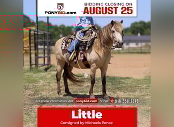 More ponies/small horses, Gelding, 10 years, 12 hh, Buckskin
