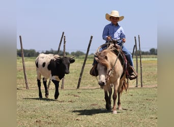 More ponies/small horses, Gelding, 10 years, 12 hh, Buckskin