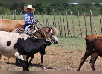 More ponies/small horses, Gelding, 10 years, 12 hh, Buckskin