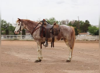 More ponies/small horses, Gelding, 10 years, 12 hh, Roan-Red