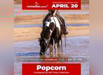 More ponies/small horses, Gelding, 10 years, 12,2 hh, Pinto