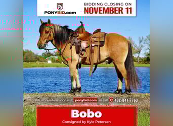 More ponies/small horses, Gelding, 10 years, 12,3 hh, Dun