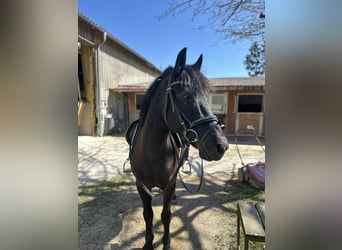 More ponies/small horses, Gelding, 10 years, 13.1 hh, Black