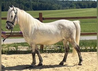 More ponies/small horses, Gelding, 10 years, 13.2 hh, Grey