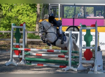 More ponies/small horses, Gelding, 10 years, 13.3 hh, Cremello