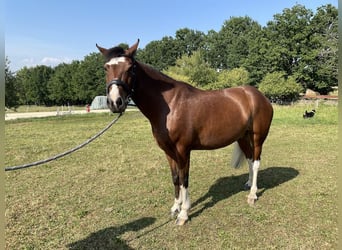 More ponies/small horses, Gelding, 10 years, 13 hh, Brown