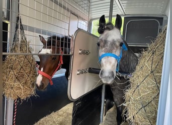 More ponies/small horses, Gelding, 10 years, 13 hh, Brown