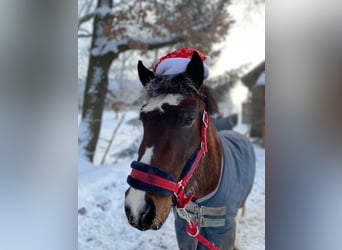 More ponies/small horses, Gelding, 10 years, 13 hh, Brown