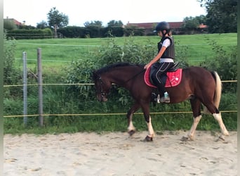 More ponies/small horses, Gelding, 10 years, 13 hh, Brown