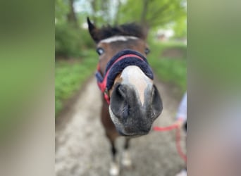 More ponies/small horses, Gelding, 10 years, 13 hh, Brown