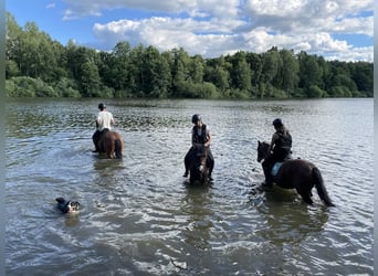 More ponies/small horses, Gelding, 10 years, 13 hh, Brown