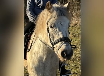 More ponies/small horses, Gelding, 10 years, 13,1 hh, Leopard-Piebald