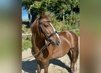 More ponies/small horses, Gelding, 10 years, 13,2 hh, Brown