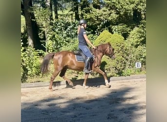More ponies/small horses, Gelding, 10 years, 13,2 hh, Brown
