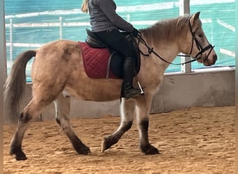 More ponies/small horses, Gelding, 10 years, 13,2 hh, Leopard-Piebald