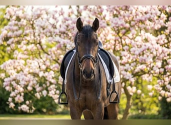 More ponies/small horses, Gelding, 10 years, 14.1 hh, Brown