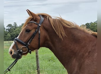 More ponies/small horses, Gelding, 10 years, 14.2 hh, Chestnut-Red