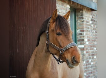 More ponies/small horses, Gelding, 10 years, 14.2 hh, Chestnut-Red