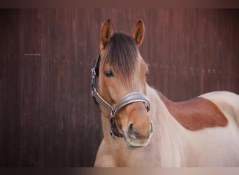More ponies/small horses, Gelding, 10 years, 14.2 hh, Chestnut-Red