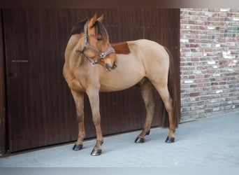 More ponies/small horses, Gelding, 10 years, 14.2 hh, Chestnut-Red