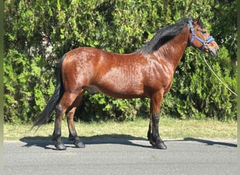 More ponies/small horses, Gelding, 10 years, 14.3 hh, Brown