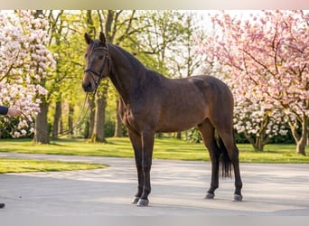 More ponies/small horses, Gelding, 10 years, 14,1 hh, Brown