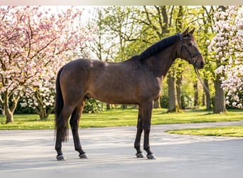 More ponies/small horses, Gelding, 10 years, 14,1 hh, Brown