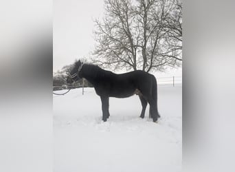 More ponies/small horses, Gelding, 10 years, 14,2 hh, Bay-Dark