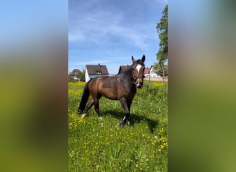 More ponies/small horses, Gelding, 10 years, 15,1 hh, Bay-Dark