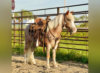More ponies/small horses, Gelding, 10 years, 8,1 hh, Roan-Red