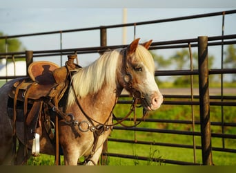 More ponies/small horses, Gelding, 10 years, 8,1 hh, Roan-Red