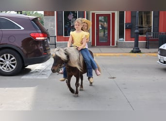 More ponies/small horses, Gelding, 10 years, 8,2 hh, Palomino