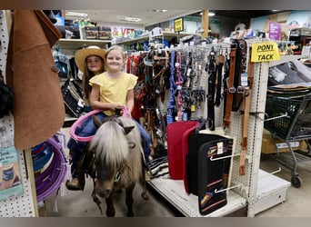 More ponies/small horses, Gelding, 10 years, 8,2 hh, Palomino