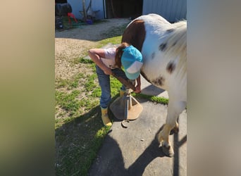 More ponies/small horses, Gelding, 10 years, 9.1 hh, Pinto