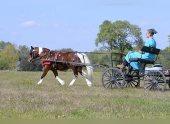 More ponies/small horses, Gelding, 10 years, 9.2 hh, Pinto