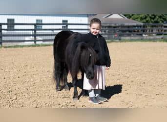 More ponies/small horses, Gelding, 10 years, 9 hh, Black