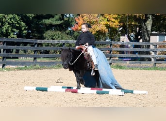 More ponies/small horses, Gelding, 10 years, 9 hh, Black