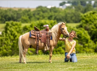 More ponies/small horses, Gelding, 10 years, 9 hh, Palomino