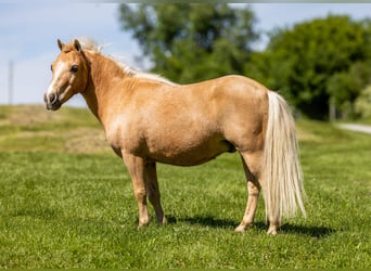 More ponies/small horses, Gelding, 10 years, 9 hh, Palomino